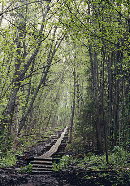 Pathway inmitten Wald