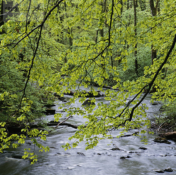 River inmitten Wald