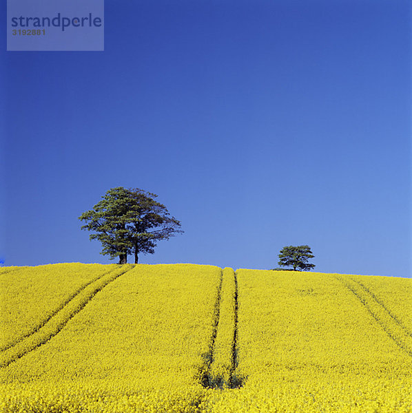 Feld mit Baum gegen Himmel