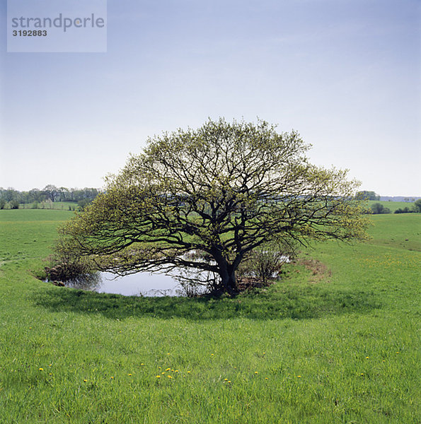 Tree von Teich auf der Weide