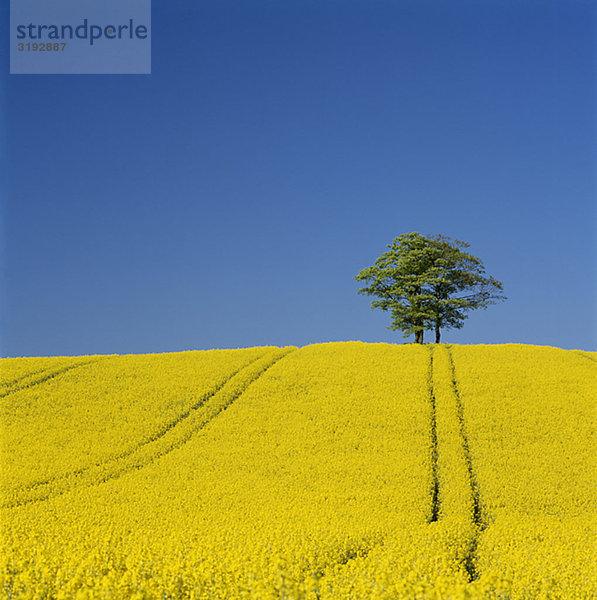 Feld mit Baum gegen Himmel