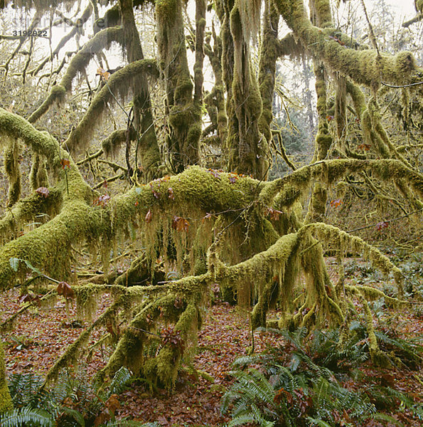 Moss auf Baum Zweige gewachsen