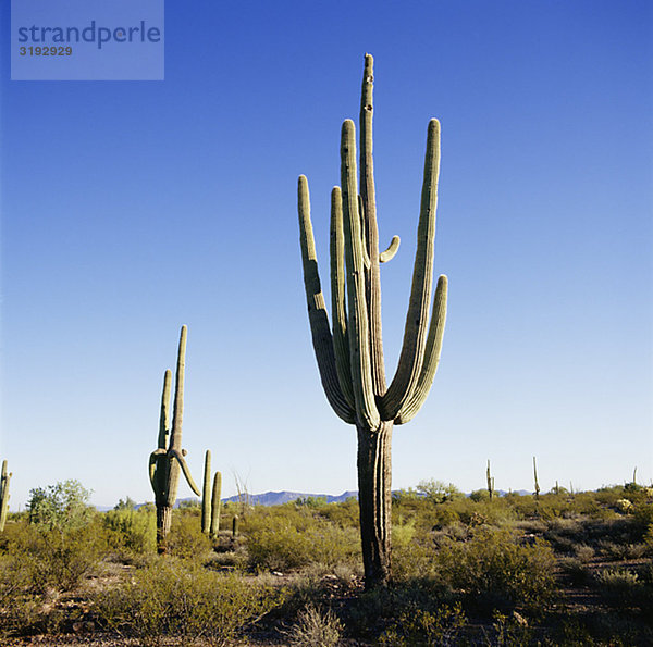 Cactus Pflanzen gegen Wolkenloser Himmel  Untersicht