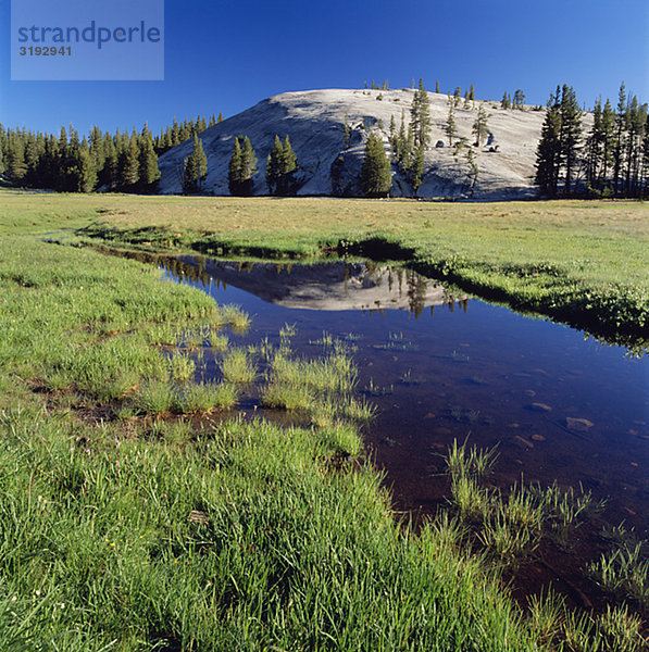 Gras in Wasser mit Berg im Hintergrund