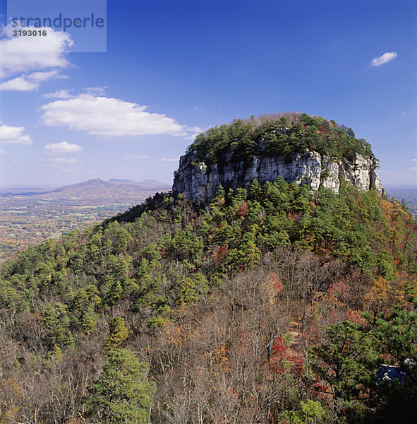 Sträucher auf Berg