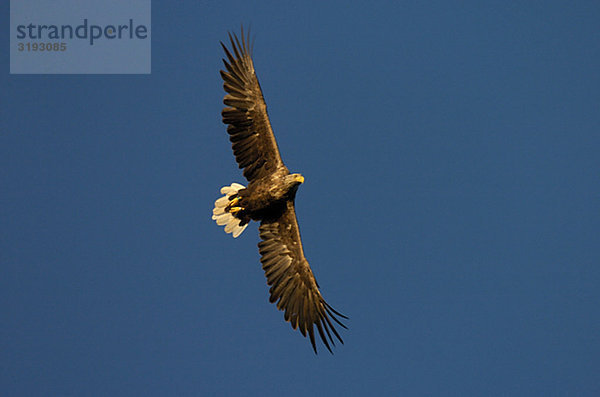 fliegen fliegt fliegend Flug Flüge