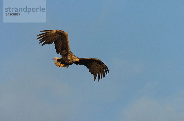 fliegen fliegt fliegend Flug Flüge