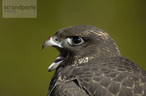 Gyr Falcon fledgling
