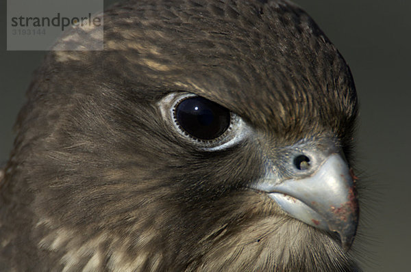 Gyr Falcon fledgling