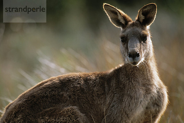 Kangaroo Portrait  Australien.