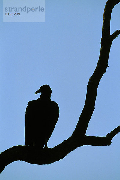 Vulture Silhouette in einem Baum
