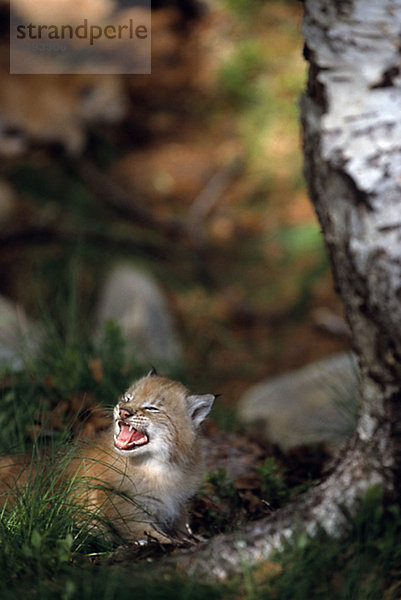 Zischen Lynx Kätzchen zeigt seine Zähne  captive