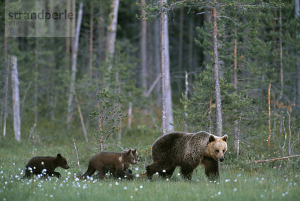 Braunbär Familie  Mutter mit drei Yearling jungen