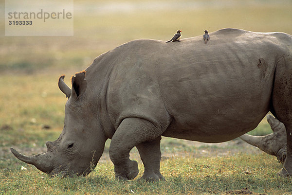 White Rhino mit Oxpeckers auf der Rückseite