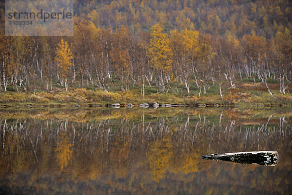 Herbstfarben Birch in den Bergen.