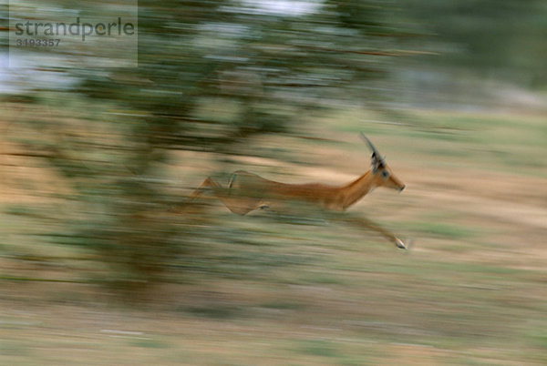 Impala Antilope  junges Männchen in verschwommen Bewegung