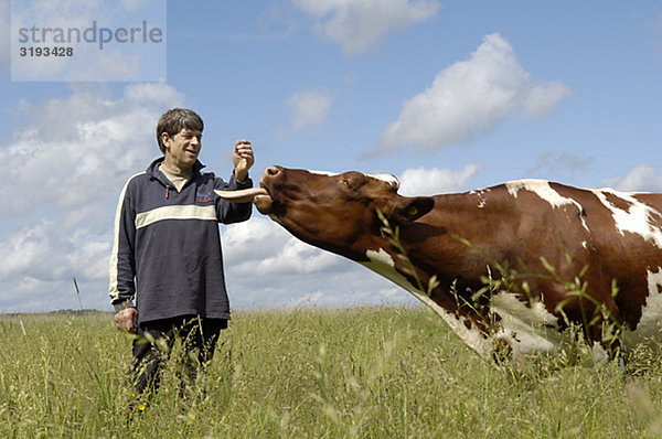 Ein Bauer und eine Kuh  Schweden.