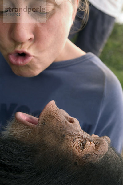 Eine Frau mit einem Schimpansen  Uganda spielen.