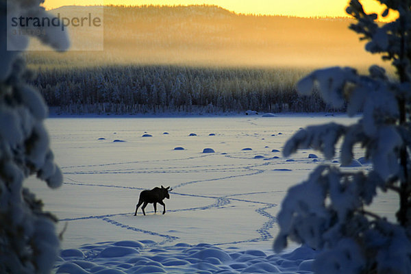 Ein Elch in Winterlandschaft  Schweden.