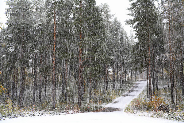 Schneefall über einen Wald  Schweden.
