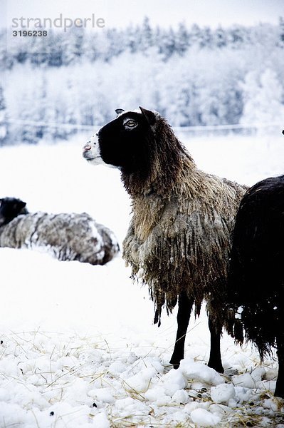 Schafe im Winter.