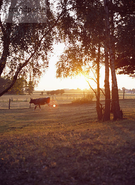 Eine Kuh auf einer Weide.