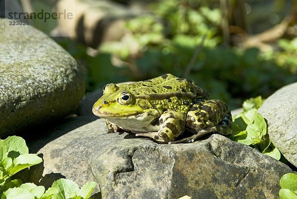 Frosch auf einem Stein sitzend  Close-up