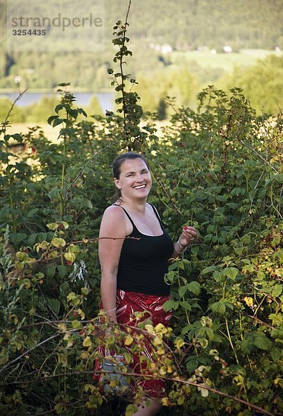 Woman picking berries  Sweden.