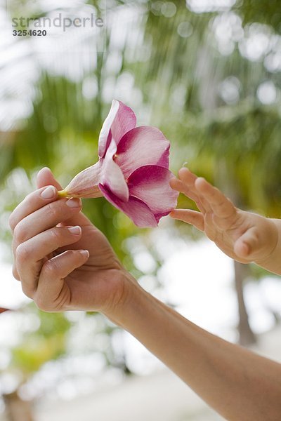 Die Hände einer Mutter und Kind halten eine Blume  die Malediven.