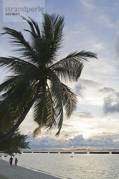 Eine Palme auf einem Strand bei Sonnenuntergang  den Malediven.