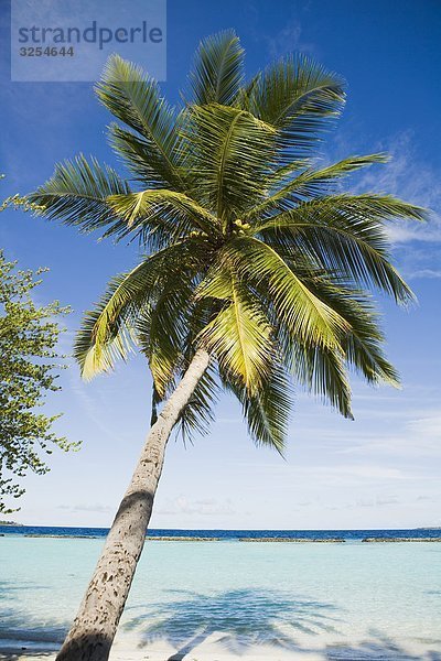 Eine Palme von einem Strand  den Malediven.