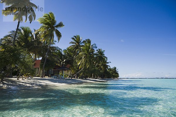 Palm trees on a beach  the Maldives.