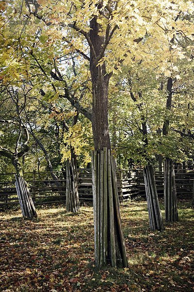 Herbstliche Bäume  Schweden.