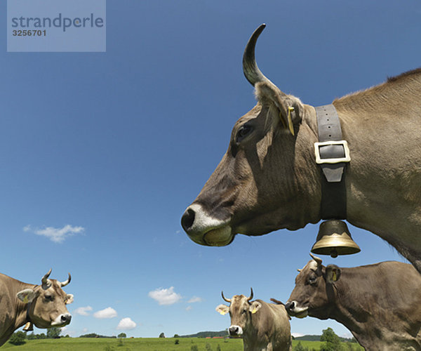 Kühe im Feld