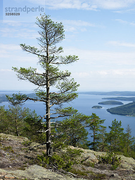 Die Aussicht vom Berg über dem Meer  Hoga Kusten  Schweden.