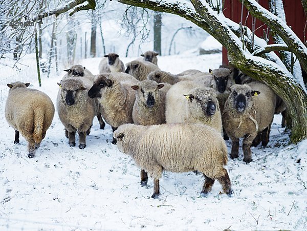 Schafe im Schnee  Schweden.