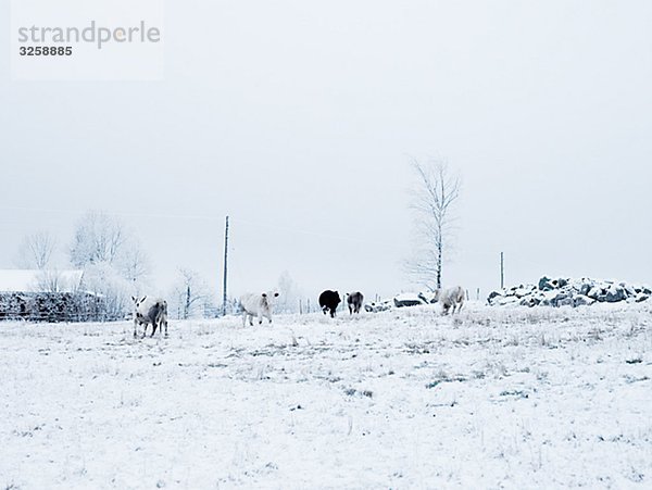 Kühe in einem Schnee bedeckt Landschaft  Schweden.