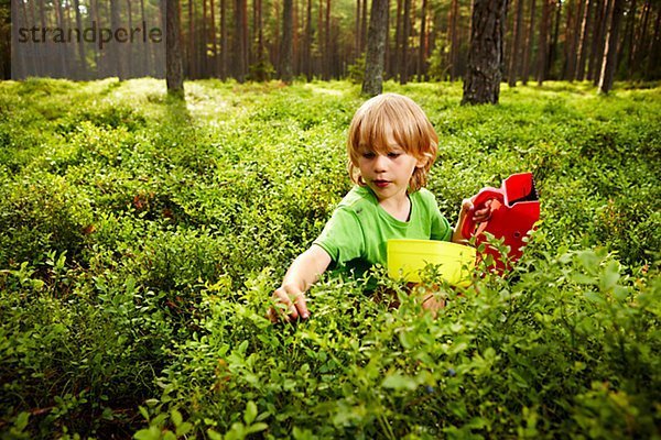 Ein Junge Kommissionierung Bluberrys im Wald
