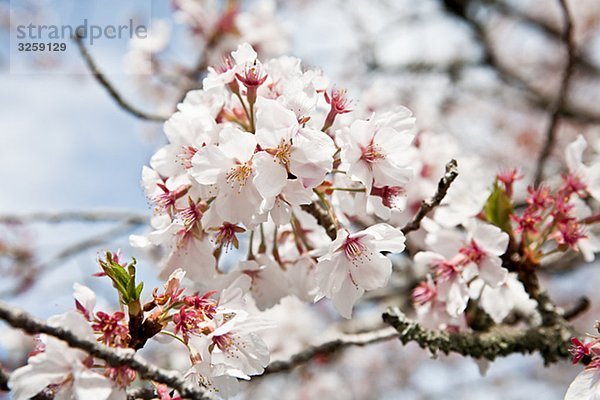 Bluehende Kirschbaeume  Japan.