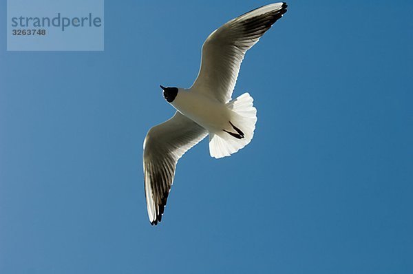 Ein Lachmöwe fliegen  Schweden.