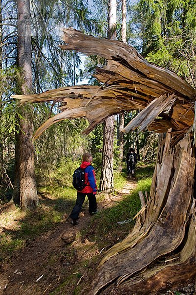 Eine Wanderung in der Natur  Schweden.