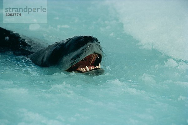 Seeleopard  der Antarktis.