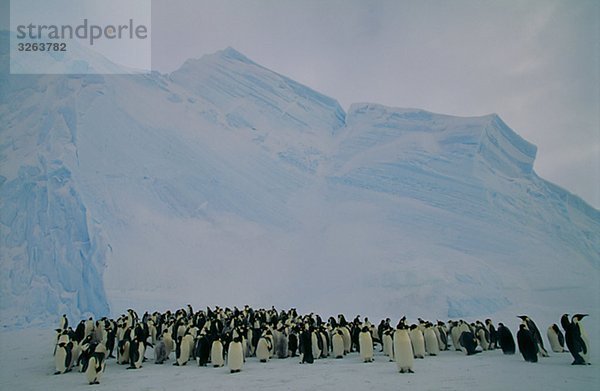 Kaiserpinguine  der Antarktis.