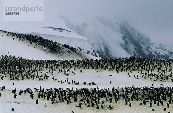 Zügelpinguin Pinguine  der Antarktis.