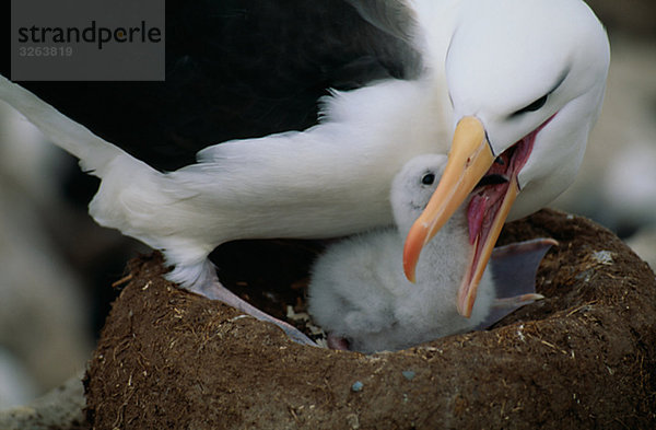 Schwarz-Weißbrauen-Ralle oder Albatross und Kind  Falkland-Inseln.