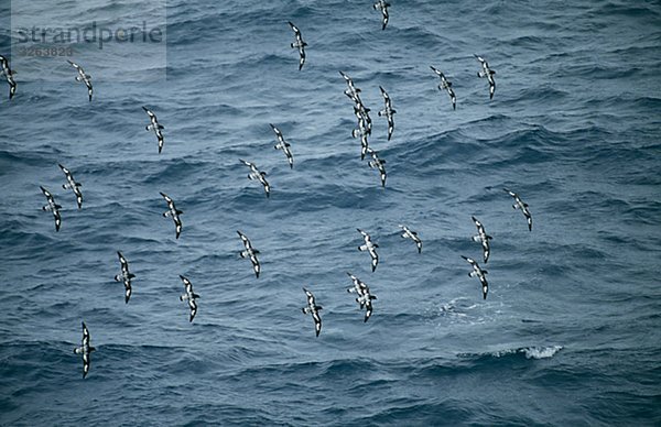 Cape Sturmvögel  den Atlantischen Ozean.