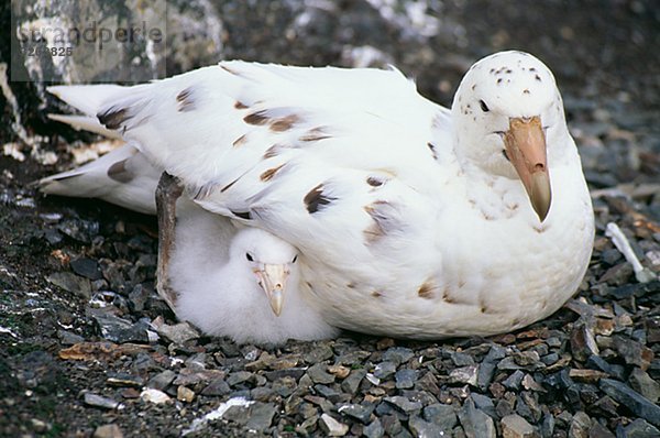 Fulmar  der Antarktis.