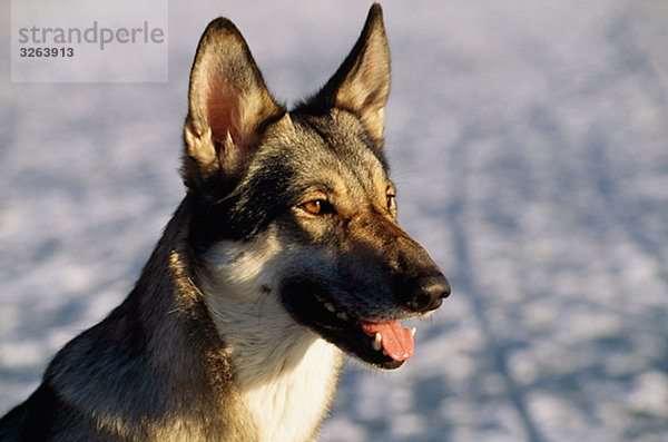 A wolfdog  Sweden.