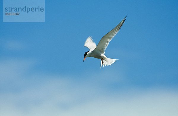 Eine gemeinsame Tern  Schweden.