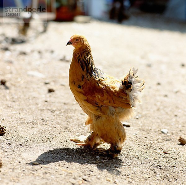 A hen in a farm  Sweden.